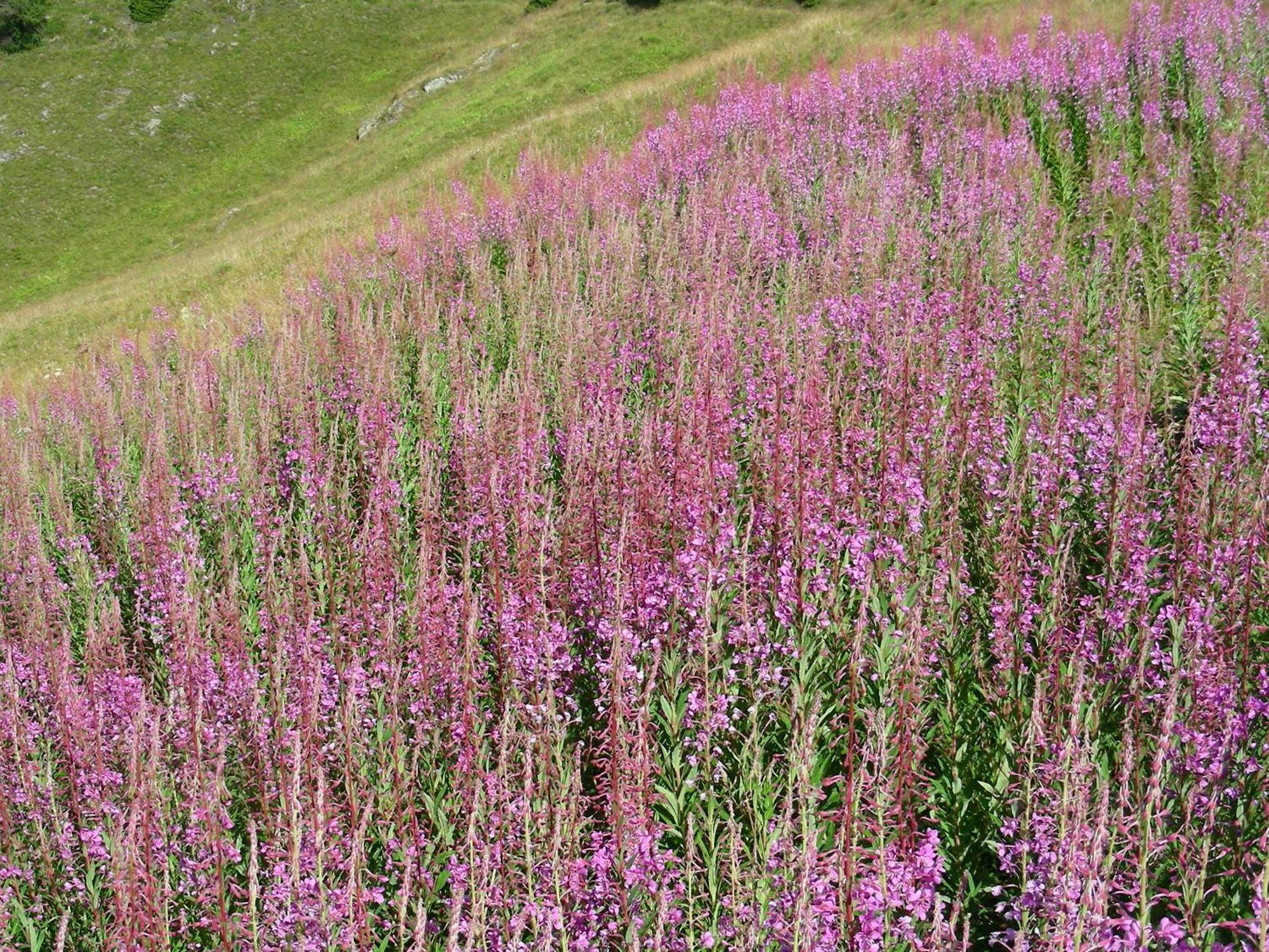 Villetta Val Di Sole Commezzadura Kültér fotó